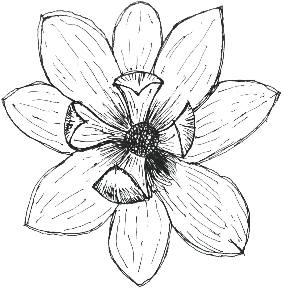 Pen drawing of an open magnolia flower
