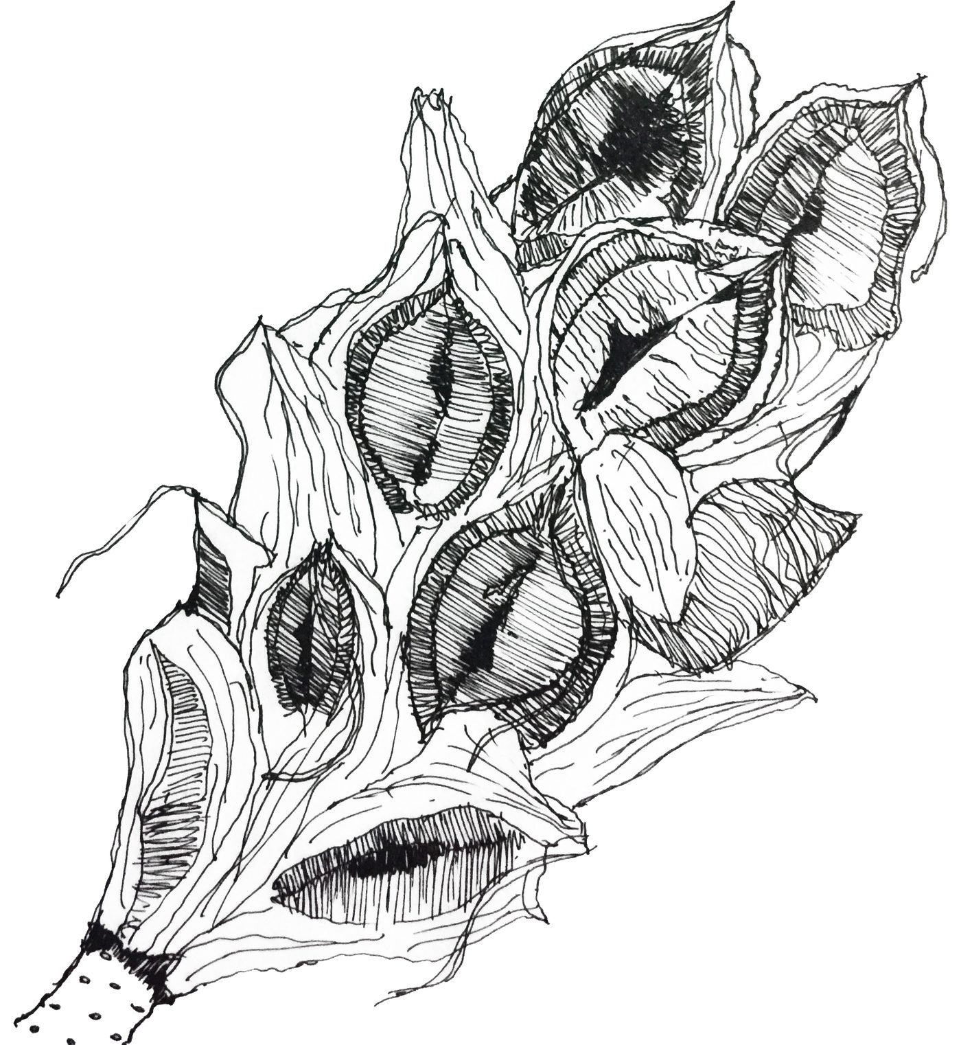 Pen drawing of a dry magnolia seed pod